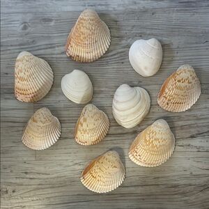 Assorted Seashell Set from Florida beaches